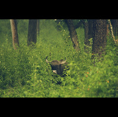 The+Beast+in+the+Bush