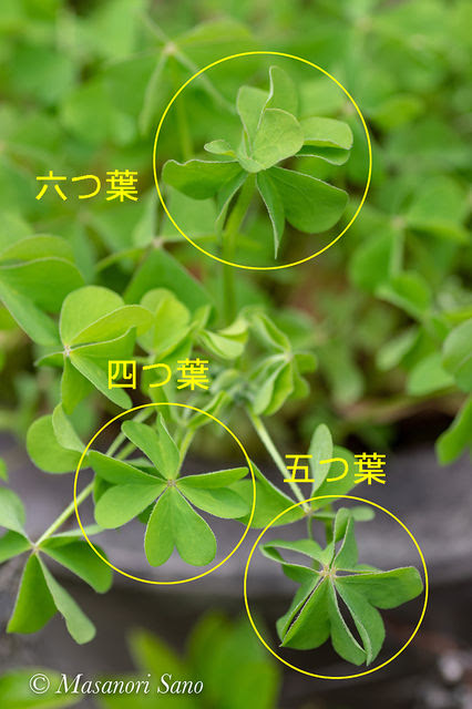四つ葉 五つ葉 六つ葉のカタバミ へんぽらいの祭り談義