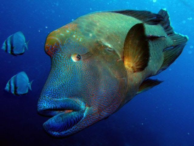 Australia – The Great Barrier Reef (43 pics)