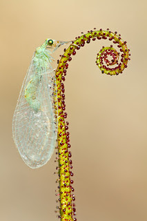 Drosophyllum lusitanicum