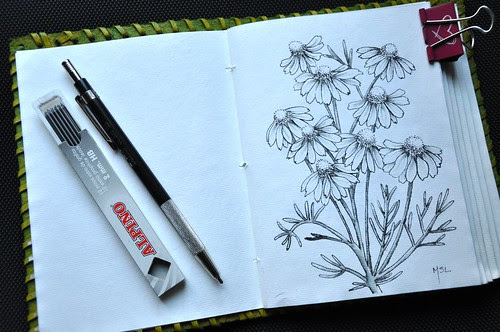 EDM Challenge #76 – Draw some flowers (or colorful showy foliage if you’re in the S. hemisphere and don’t find flowers in bloom)