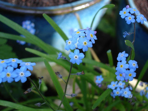 spring garden (11)