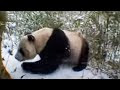 Giant panda bears in the forest - David Attenborough - BBC wildlife