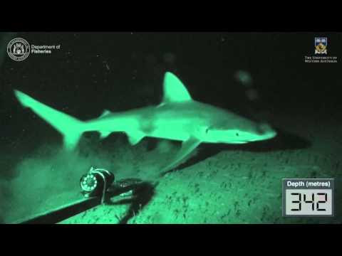 Baited underwater video from the continental slope, Abrolhos Islands