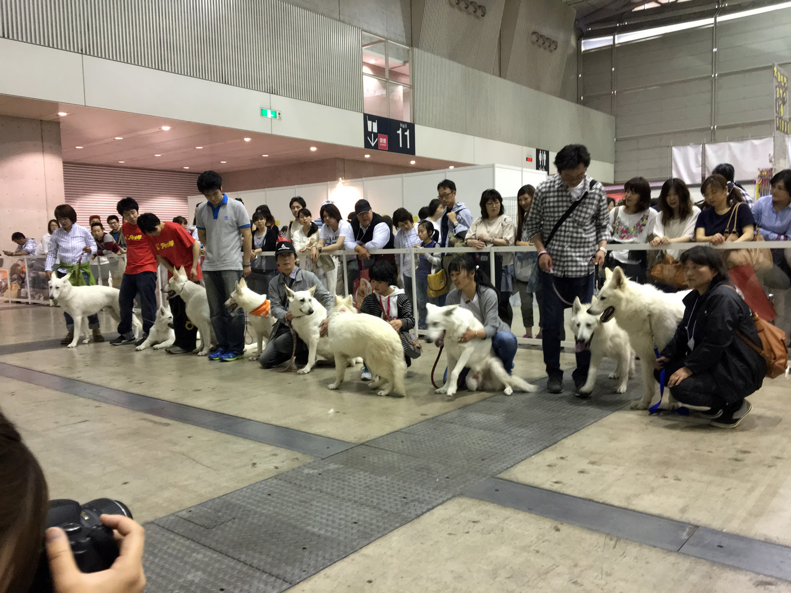 ホワイトシェパード専門犬舎サクセション トップページ