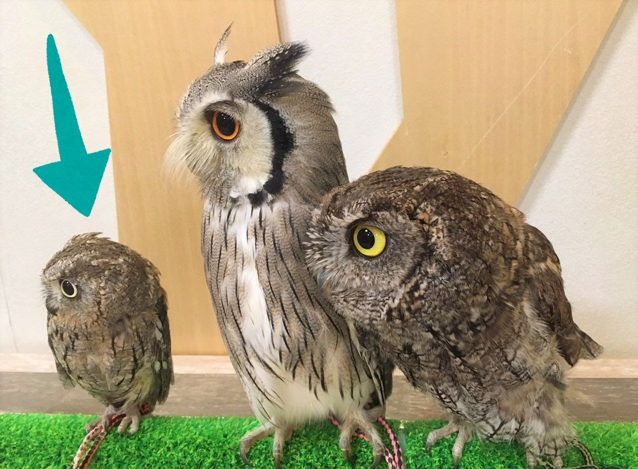 フクロウの画像 原寸画像検索