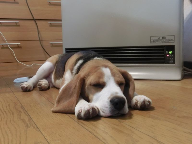 それでも寝顔はかわいいな ビーグル犬 茶々丸 海老蔵ｓｑｕａｒｅ