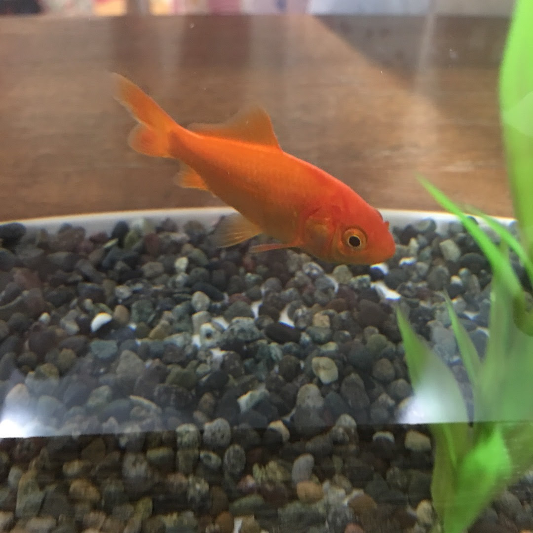 金魚の名前は うさぎ園芸のモト