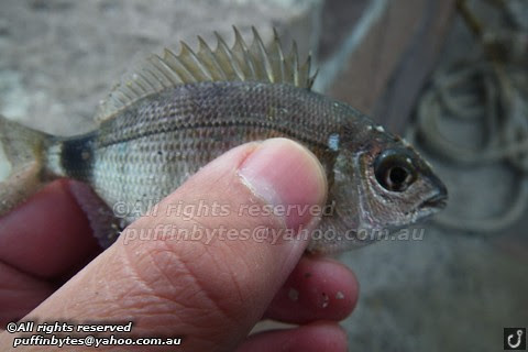 Annular Seabream - Diplodus annularis