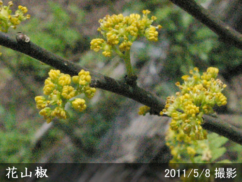 サンショ 山椒 花山椒 はなざんしょう 新苗 一年生苗 果樹苗 大苗 苗木販売の隅田農園 京都亀岡