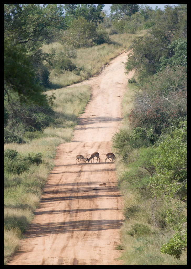 impala rutting