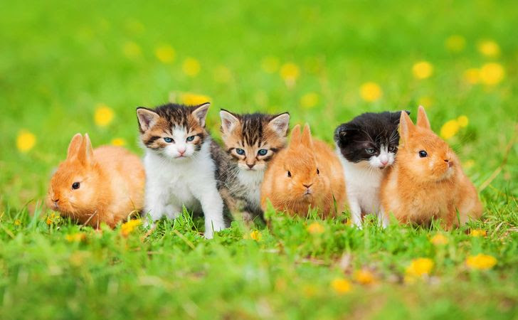 猫はうさぎや鳥とも仲良しになれる 他の動物との相性と一緒に飼う時の注意点 松波動物メディカル通信販売部本店公式ブログ