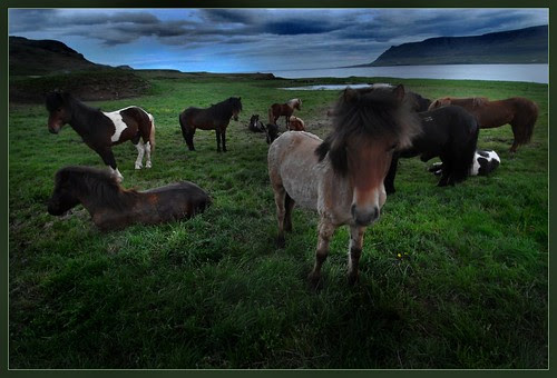 there were horses during a night