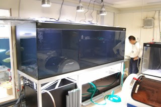 ビッグタンク 大型水槽 ダイヤモンドポルカのための濾過設備 アロワナ 淡水エイ飼育水槽 京阪錦鯉センター