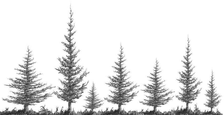 32a2 Squirkle A Realistic Spruce Tree Drawspace