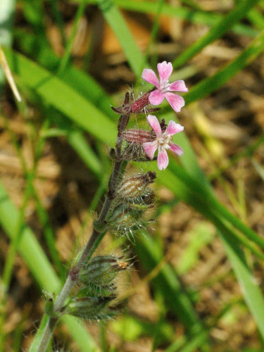 野山に咲く花の写真館