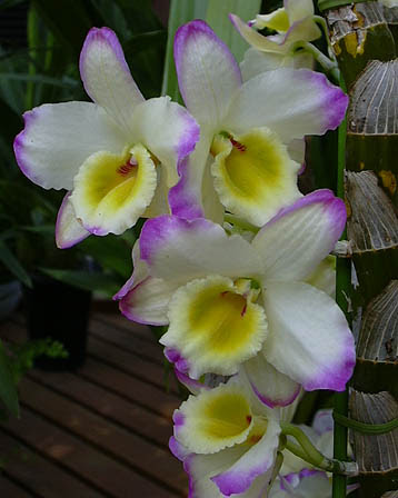 17日 デンドロビウム 花の図書館