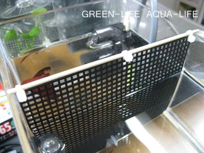 ベタ用新作アクリル水槽の正体 Green Life Aqua Life