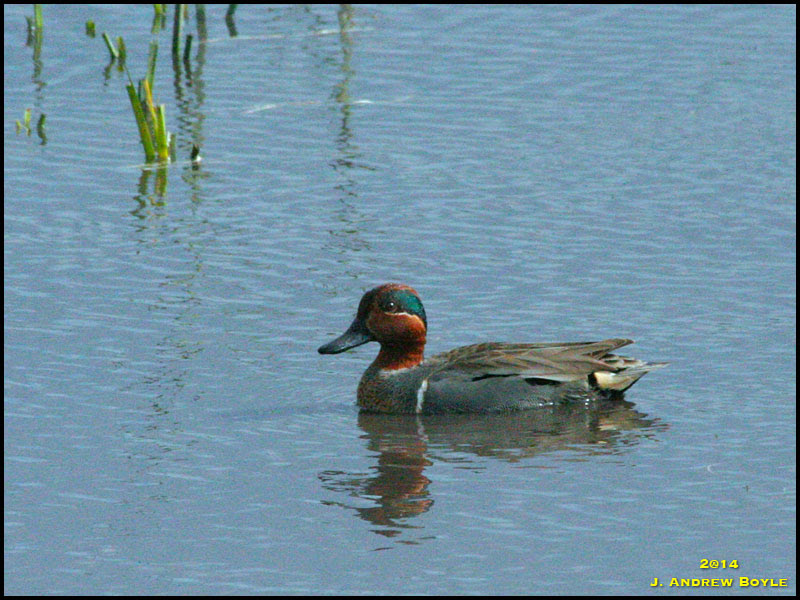 Green-winged Teal