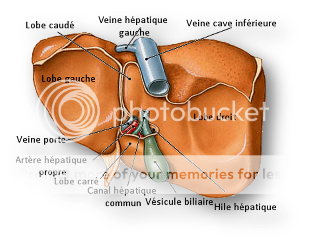 Foie-Face inférieure