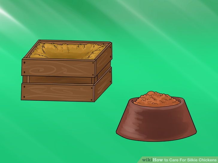 Care for Silkie Chickens Step 4.jpg
