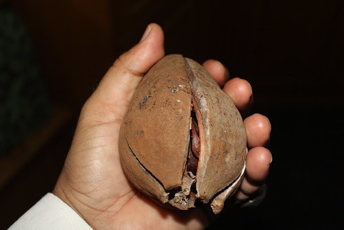 A Fruit From West Bengal For Diabetic Patients by firoze shakir photographerno1