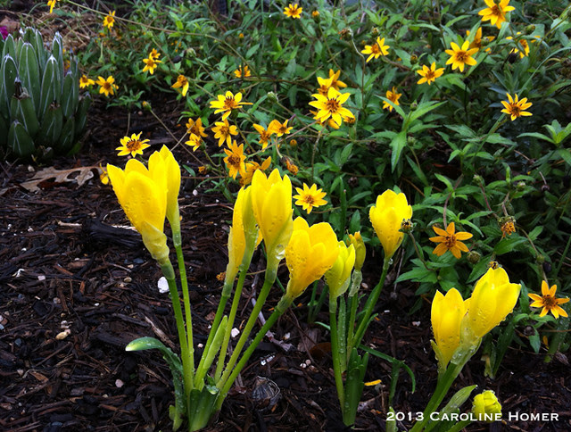 Sternbergia lutea