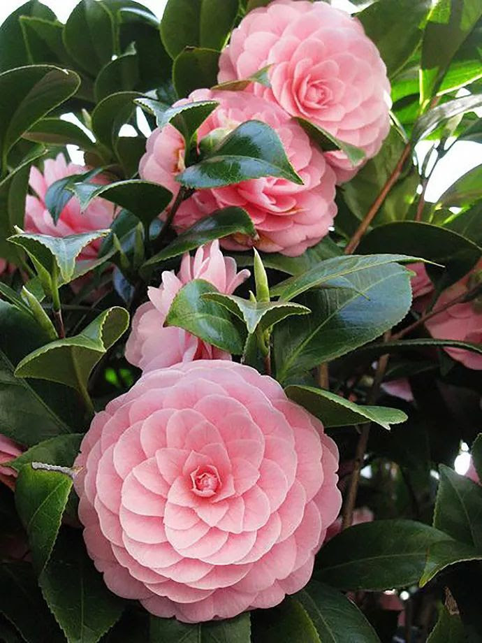 花色运势の桃色的花