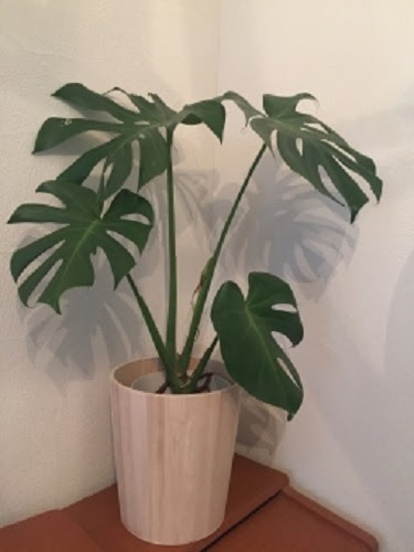 鉢植えのモンステラにおすすめな用土はどれ モンステラの育て方