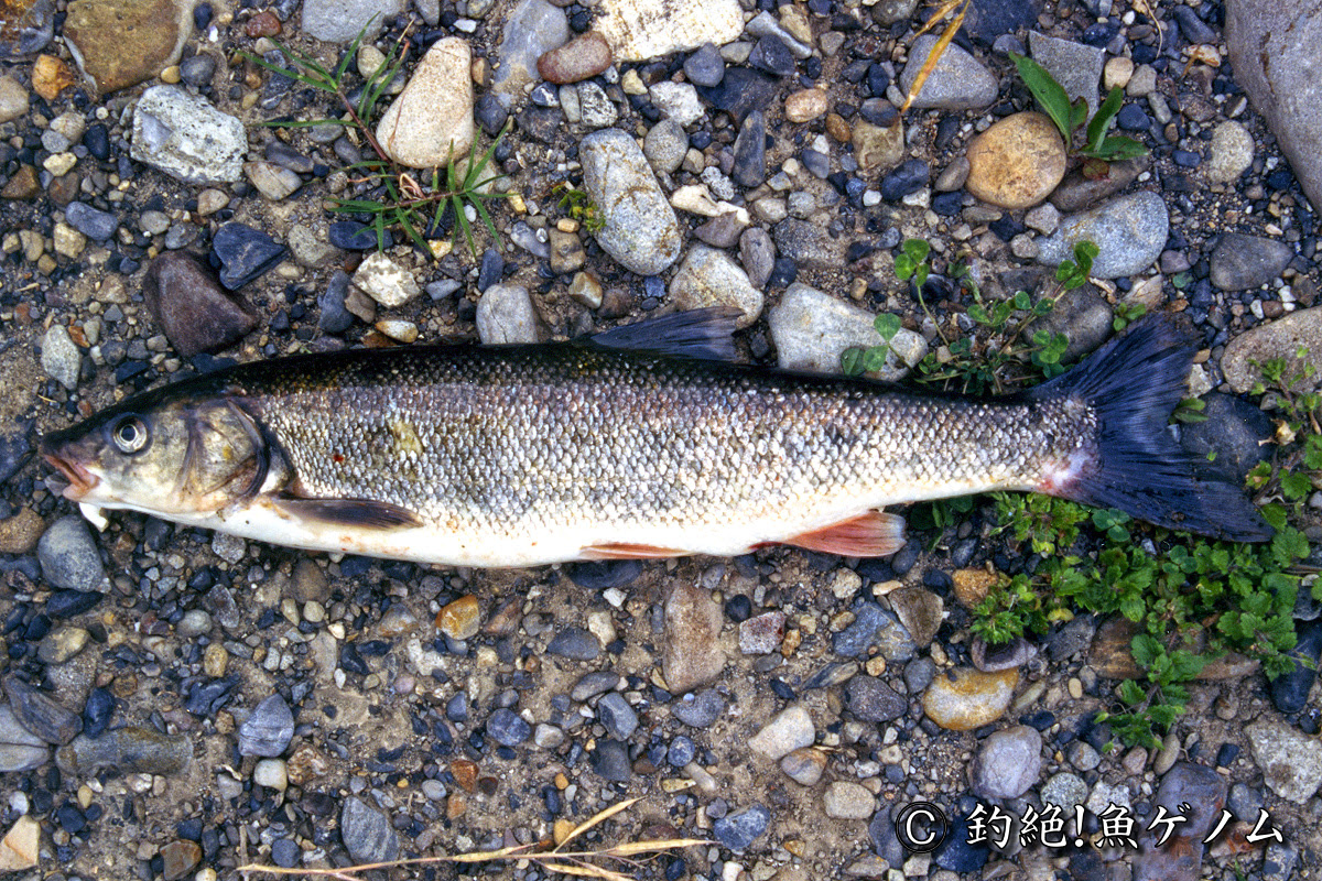 ウグイ専門 釣絶 魚ゲノム