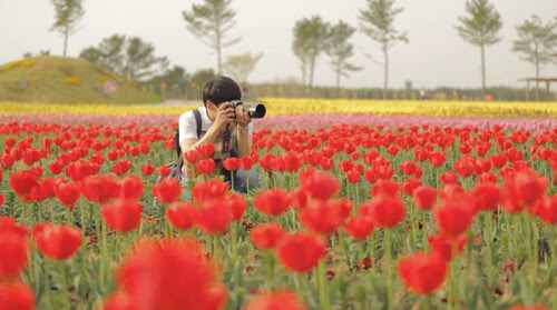 korea-tulips.jpg