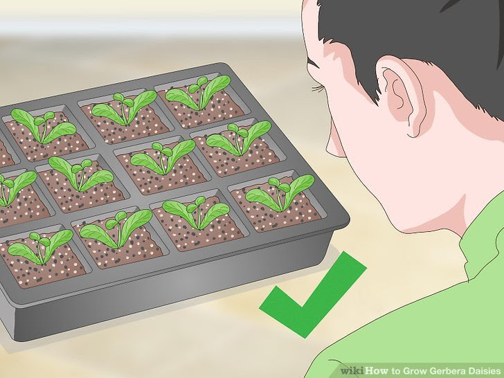Grow Gerbera Daisies Step 7 Version 2.jpg