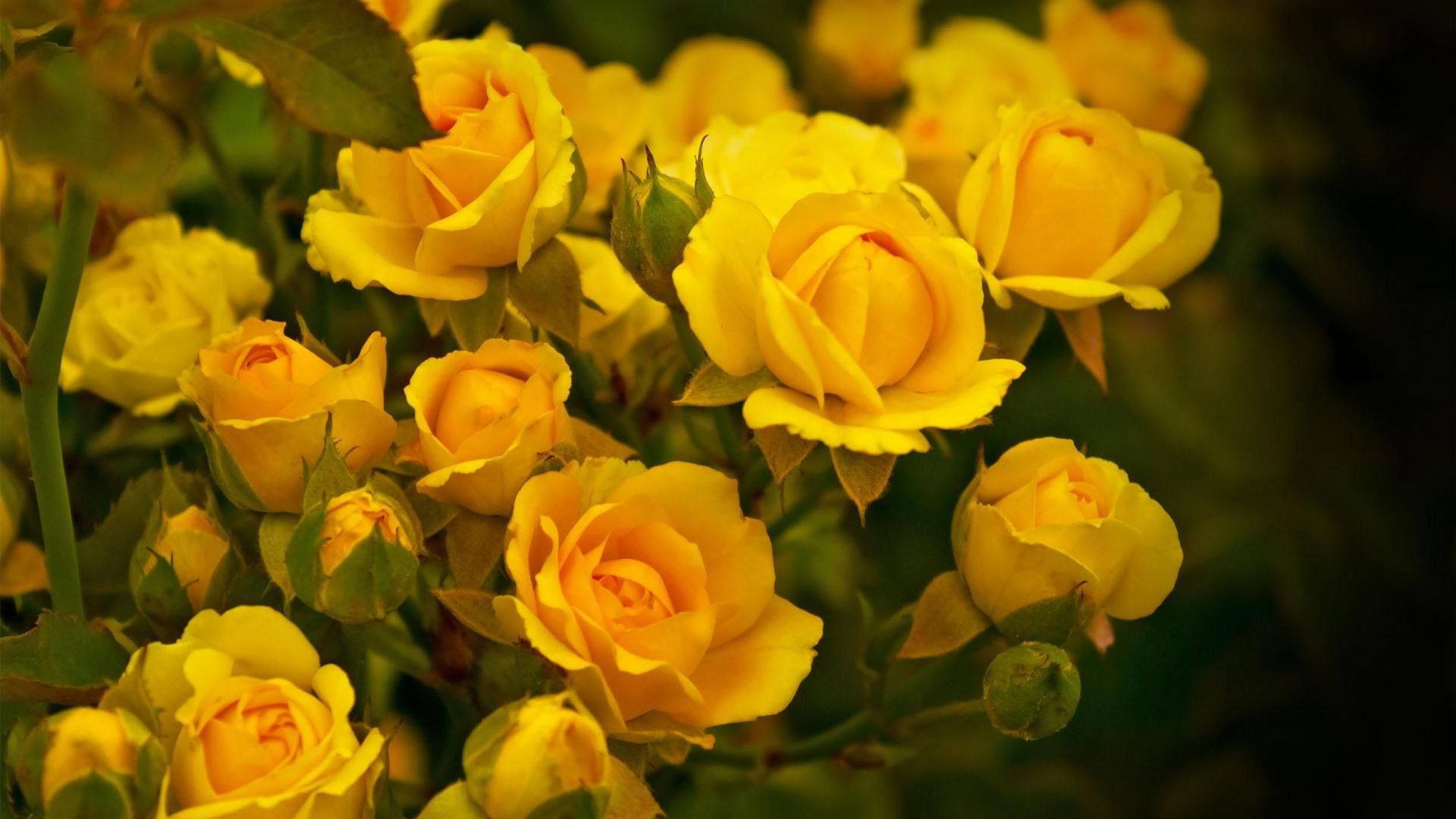 flowers for flower lovers.: Beautiful Rose Flowers wallpapers.