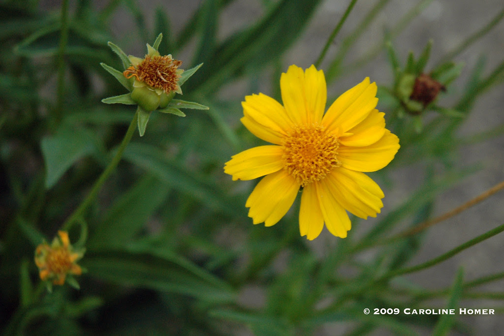 coreopsis