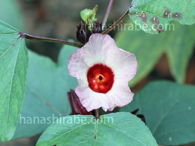 ローゼル 花しらべ 花図鑑