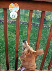 PDball_Sophie