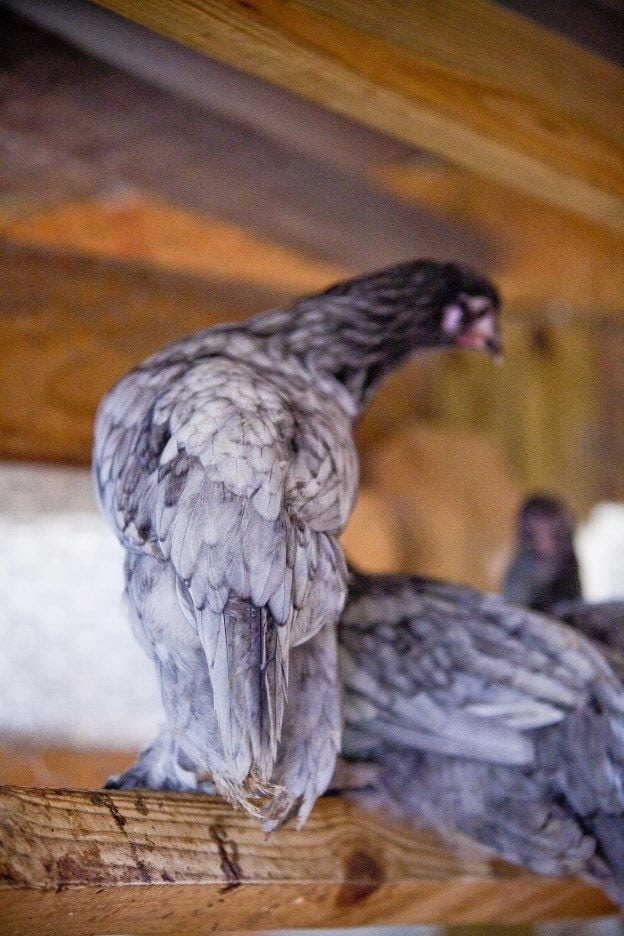 Breda Fowl thread - Page 29