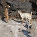 Sostis' Goats...