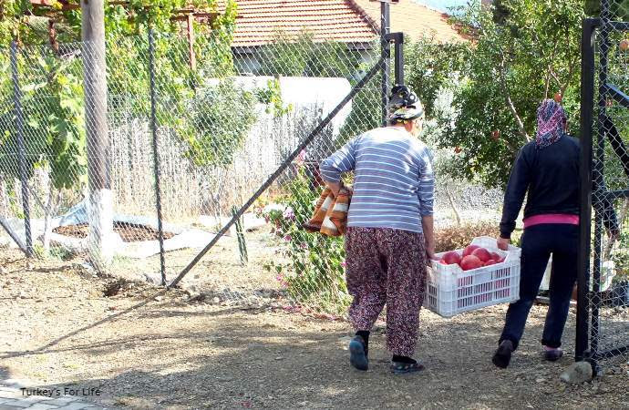 Pomegranate Harvest, Turkey