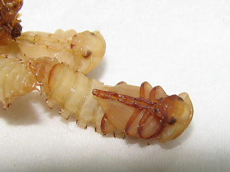 ゴミムシダマシの成虫 サナギ 幼虫 ぁぃの飼育ブログ