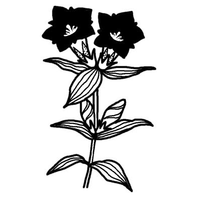 リンドウ 竜胆 1 秋の花 無料 白黒イラスト素材