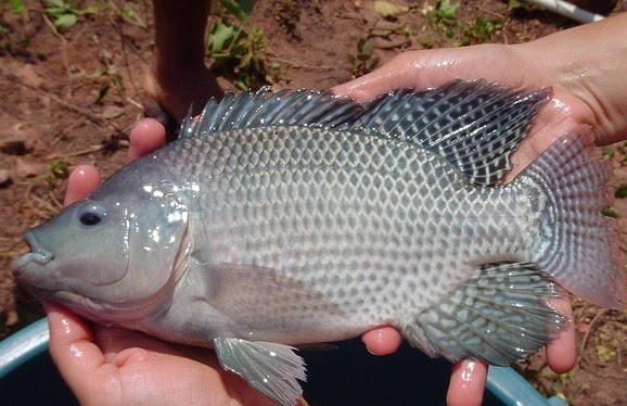 Tilapia Fish Farming Information Guide | Agri Farming