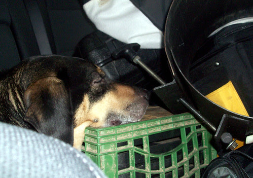 Tut_pooped_50309b