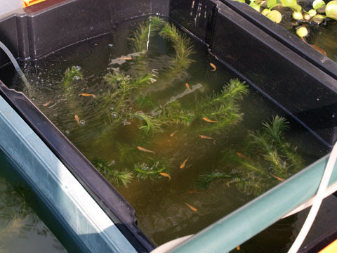 小さな庭と めだかのいる暮らし アナカリスを初投入