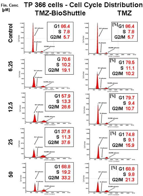 phases of cell cycle. phases of cell cycle. phases