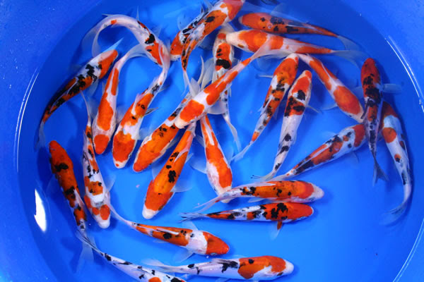 Butterfly Koi Sale, Koi priced for sale now - Lakeville, MN Minnfinn