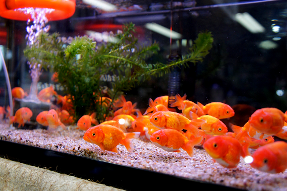 らんちゅう水槽 レイアウト