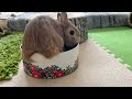 うさぎ 切り株クッション 878820