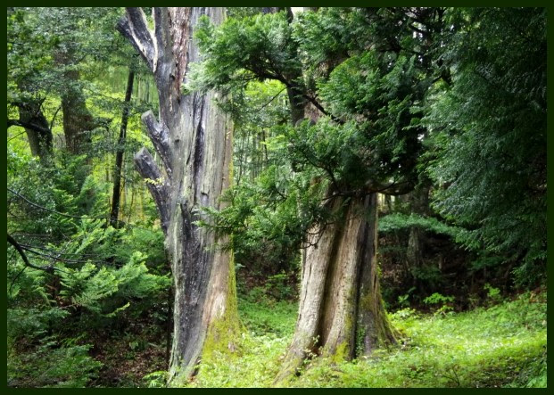 タイトル 0 ノトヒバ 今日のかけら