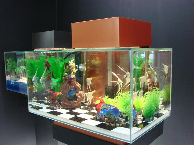 これいかが 新感覚インテリア水槽です 伊藤の金魚係日記